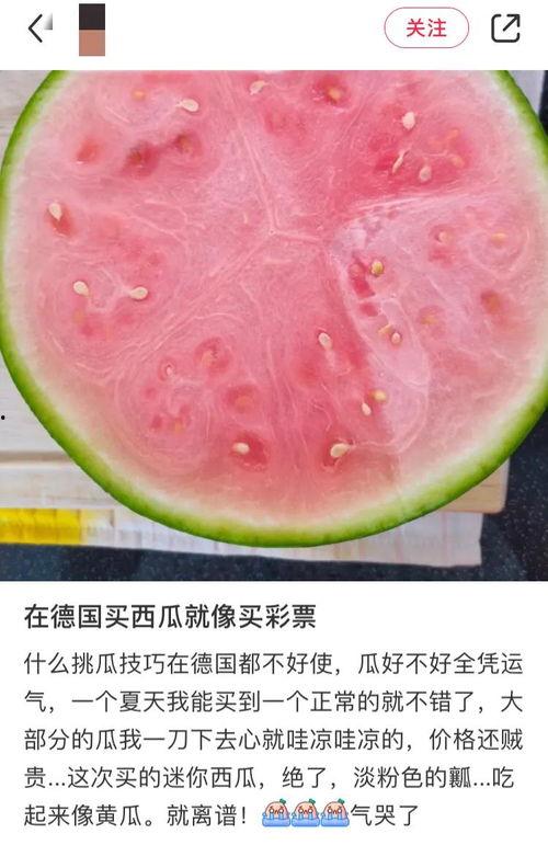 外国人吃中国蜜瓜视频,惊艳味蕾的甜蜜之旅
