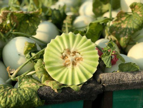 吃玉菇瓜视频,一探究竟的美食之旅