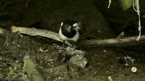 吃瓜喜鹊视频在线观看,带你领略趣味瞬间
