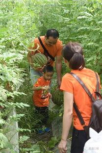 油城吃瓜群众事件视频,一场网络舆论的风暴与反思