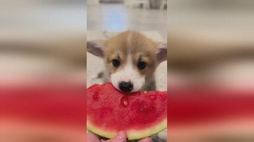 小狗八卦吃瓜视频,揭秘吃瓜界的萌宠奇闻录