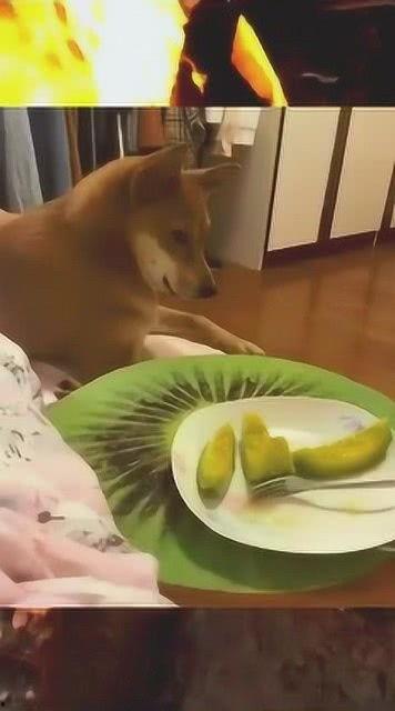 妖精二狗吃瓜视频,揭秘娱乐圈幕后真相