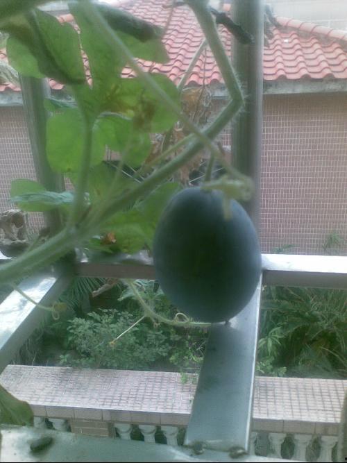 阳台吃瓜视频,短视频带你领略夏日休闲时光