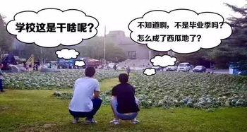 吃瓜盛宴小视频,揭秘小视频背后的热点事件