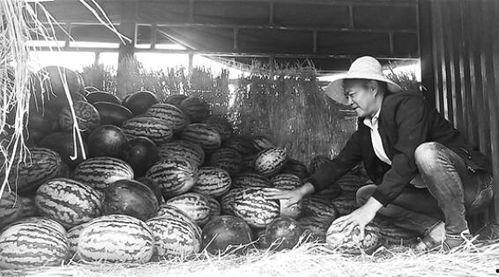 鹤壁吃瓜群众事件视频,网络围观下的社会现象解析