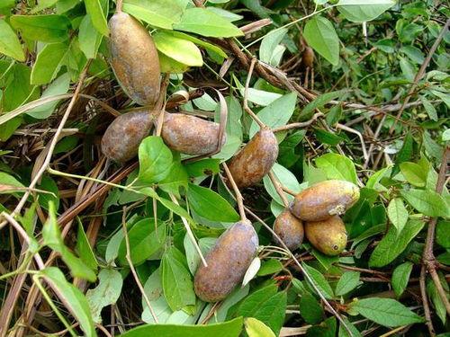 吃播八月瓜视频,探寻神秘果实的美味之旅