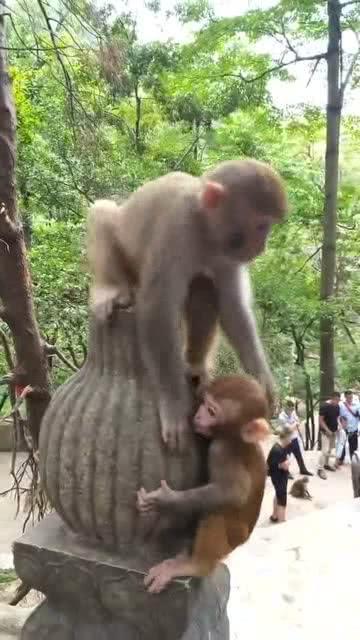 猴子和妹妹吃哈密瓜视频,欢乐时光温馨呈现