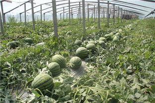 青岛吃瓜视频,揭秘当地美食与趣闻