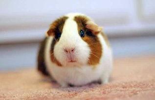 荷兰猪可以吃烧瓜吗视频,揭秘宠物饮食新选择